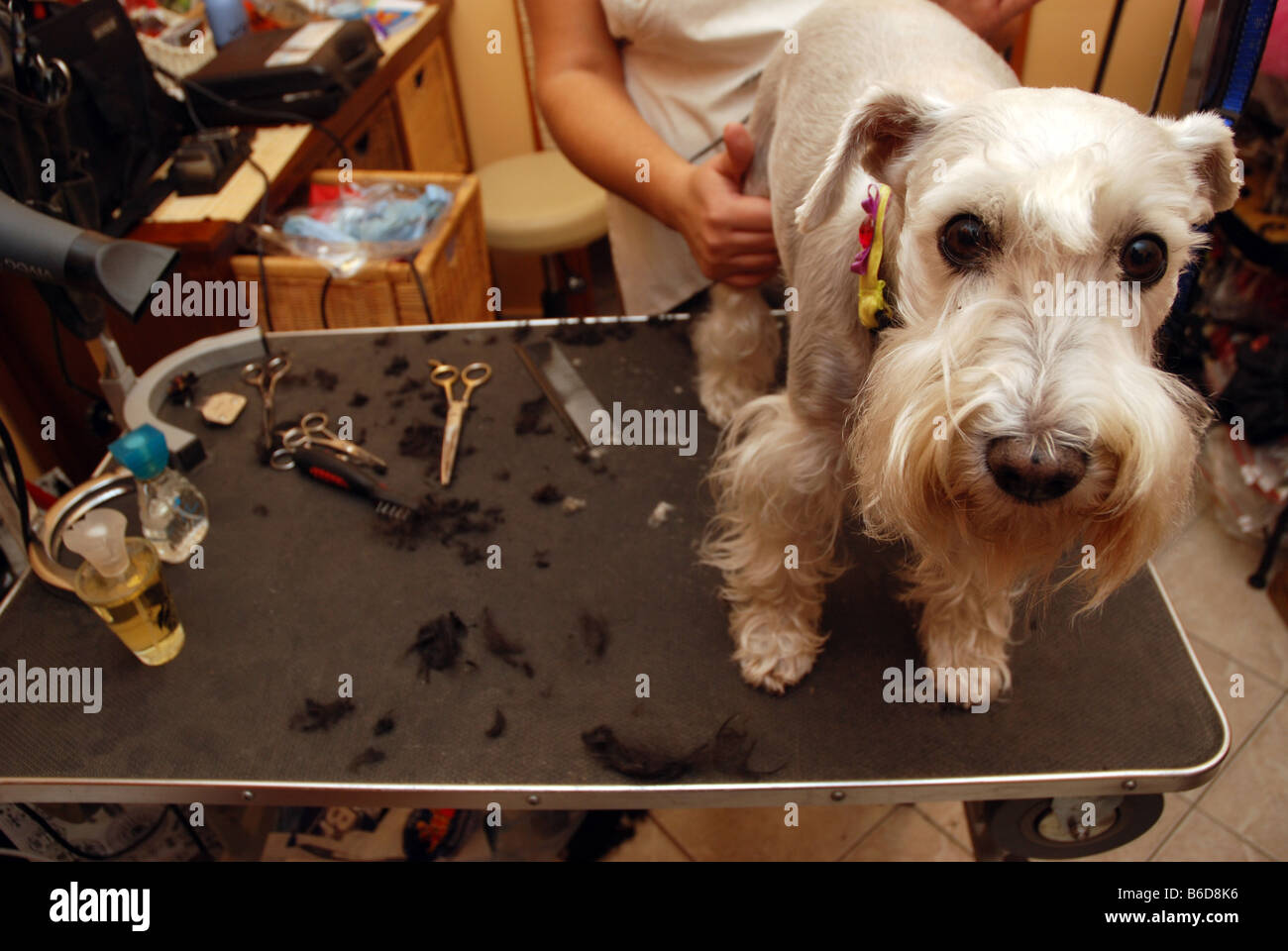 dog beauty parlour