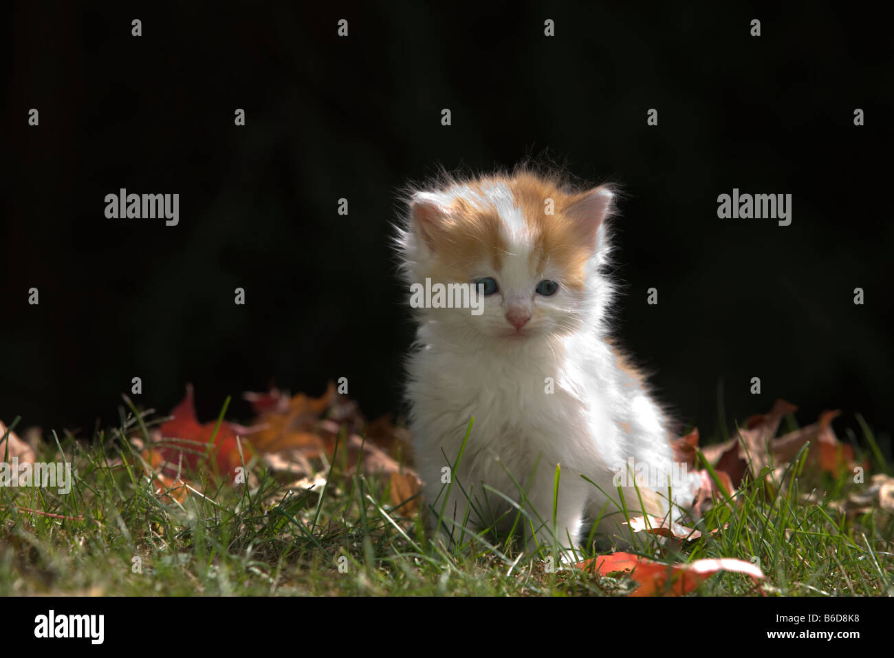 Long Haired Ginger White Cat Stock Photos Long Haired Ginger