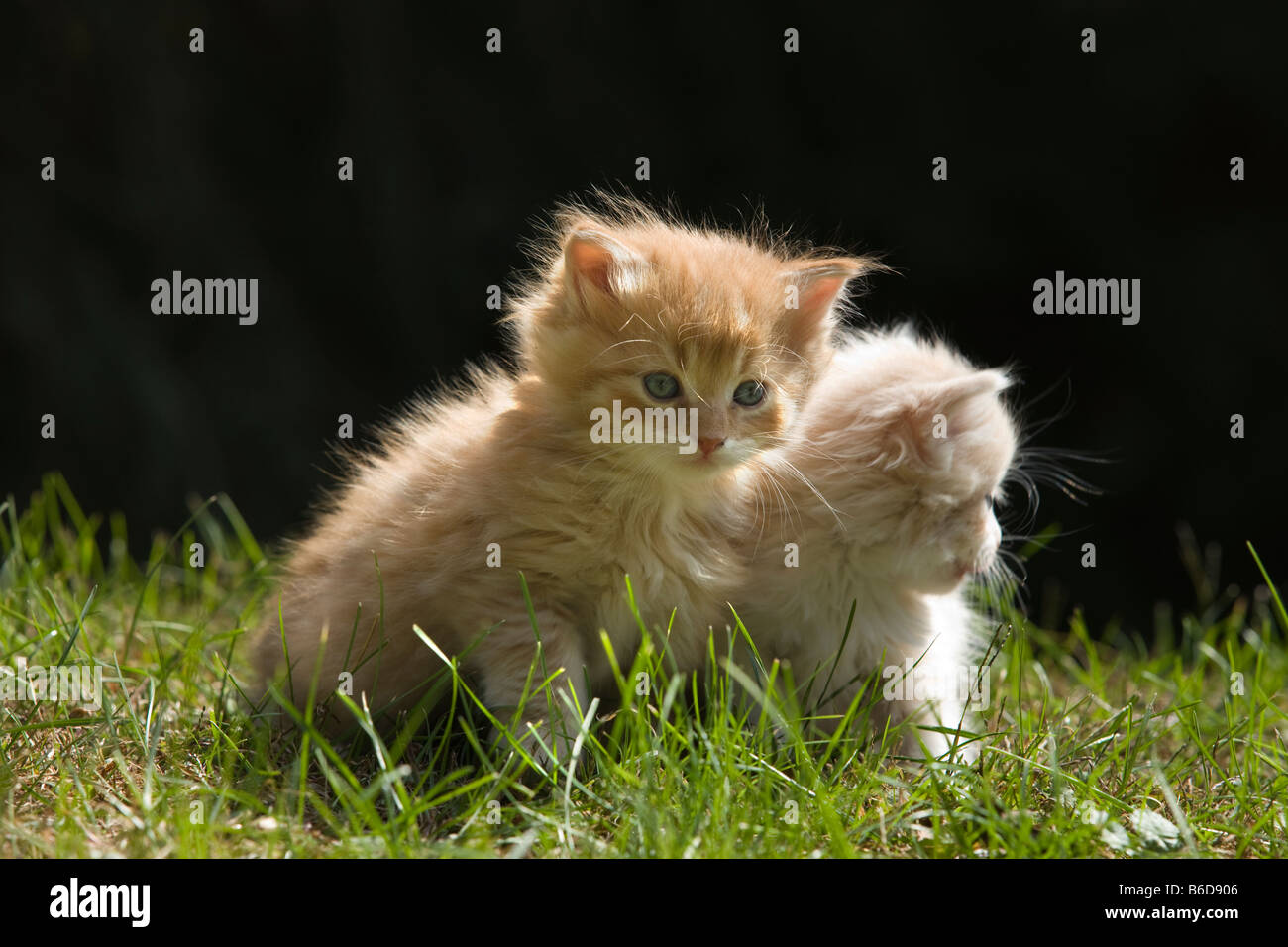 SINGLE 6 WEEK OLD LONG HAIRED GINGER KITTEN ON GRASS IN GARDEN Stock