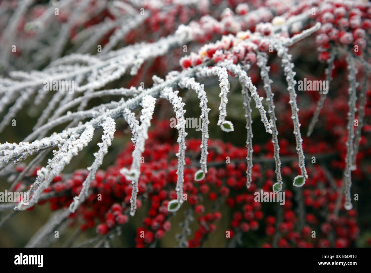 Hoar frost on Cotoneaster in an Irish garden Stock Photo