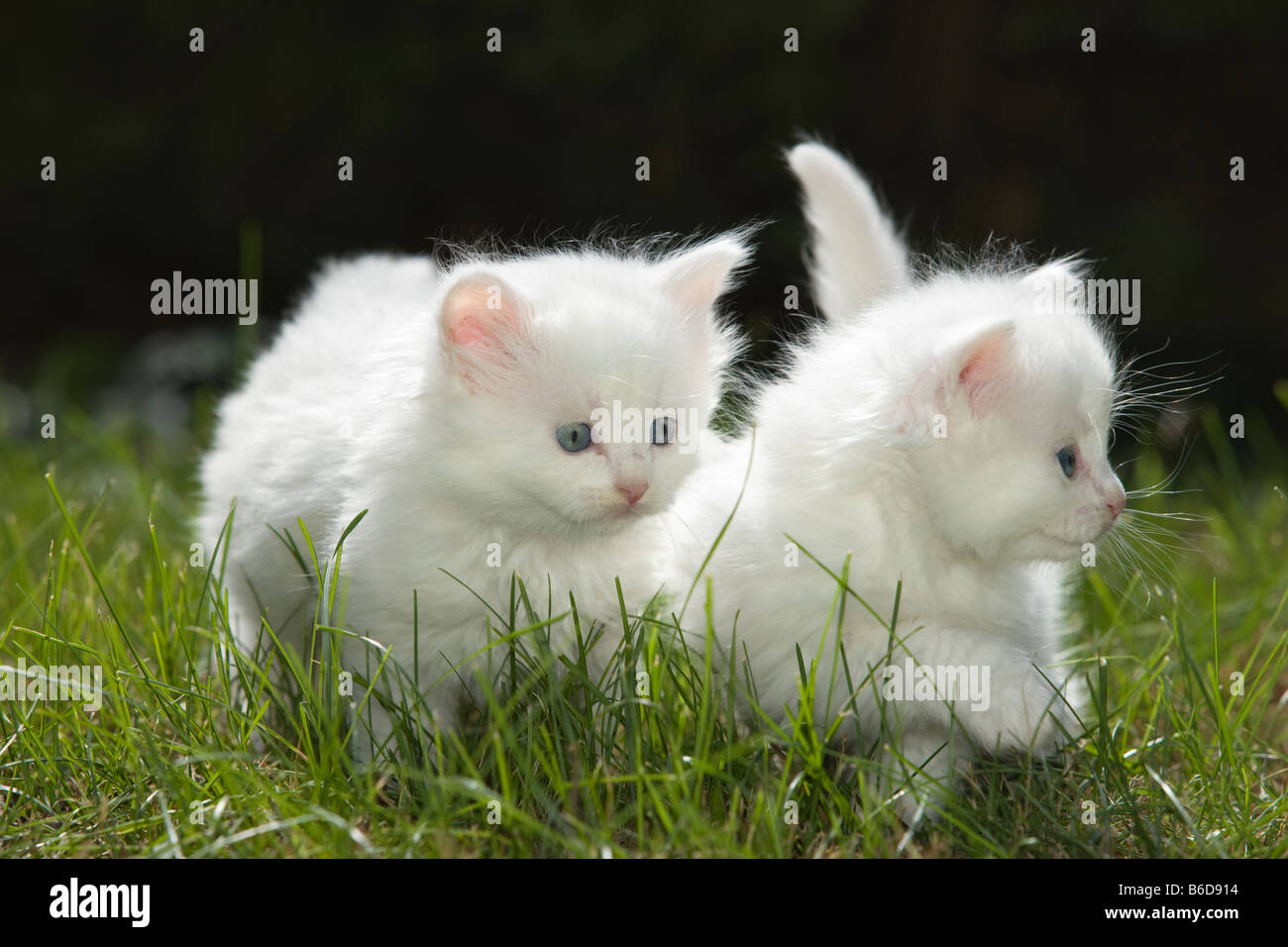 Two 6 Week Old Long Haired White Kittens On Grass In Garden Stock