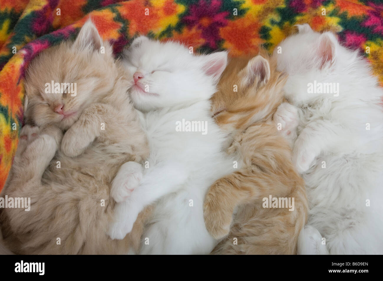 Group Of Five 6 Week Old Long Haired White Ginger Kittens Asleep