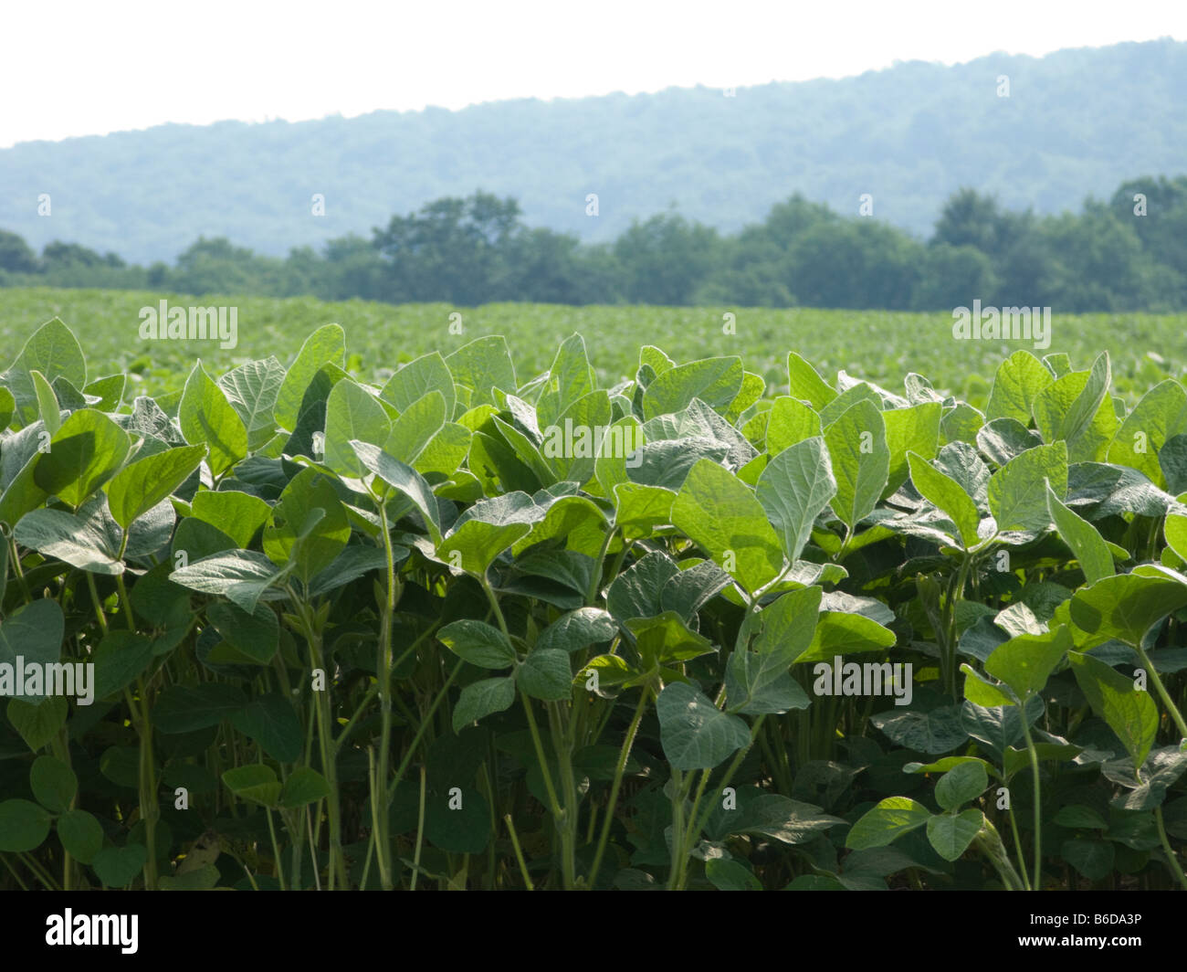 FIELD OF COMMERCIAL AGRICULTURAL SOY BEAN PLANTS Stock Photo