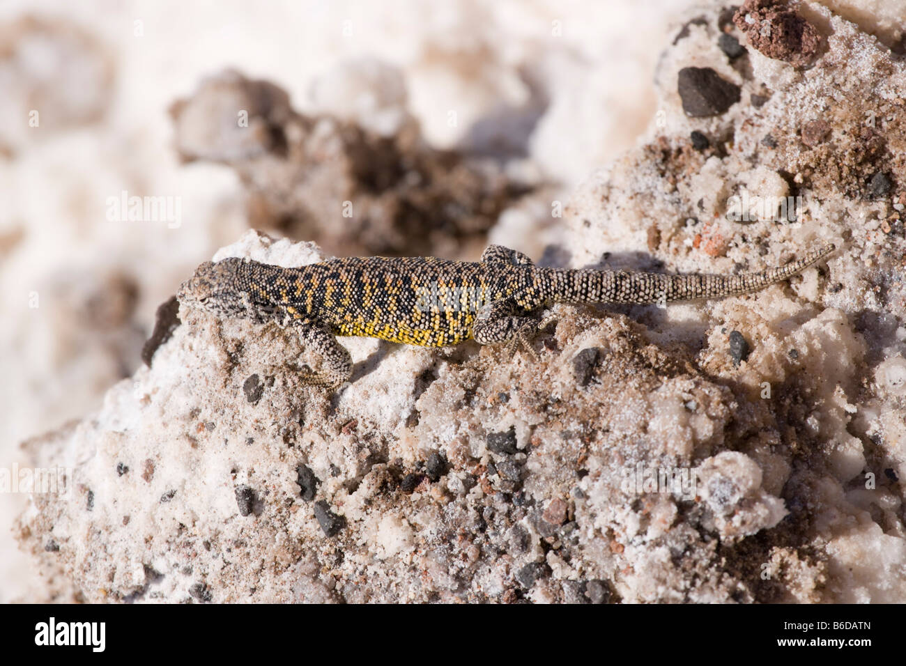 Fabian's lizard, Liolaemus fabiani, basking on rocks Stock Photo