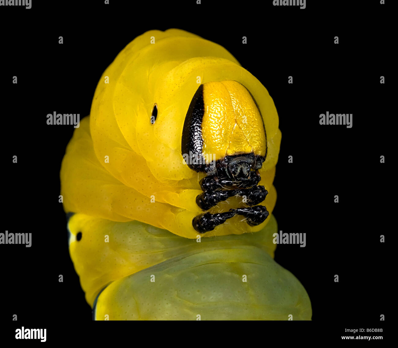 Deaths head hawkmoth acherontia atropos caterpillar hi-res stock ...