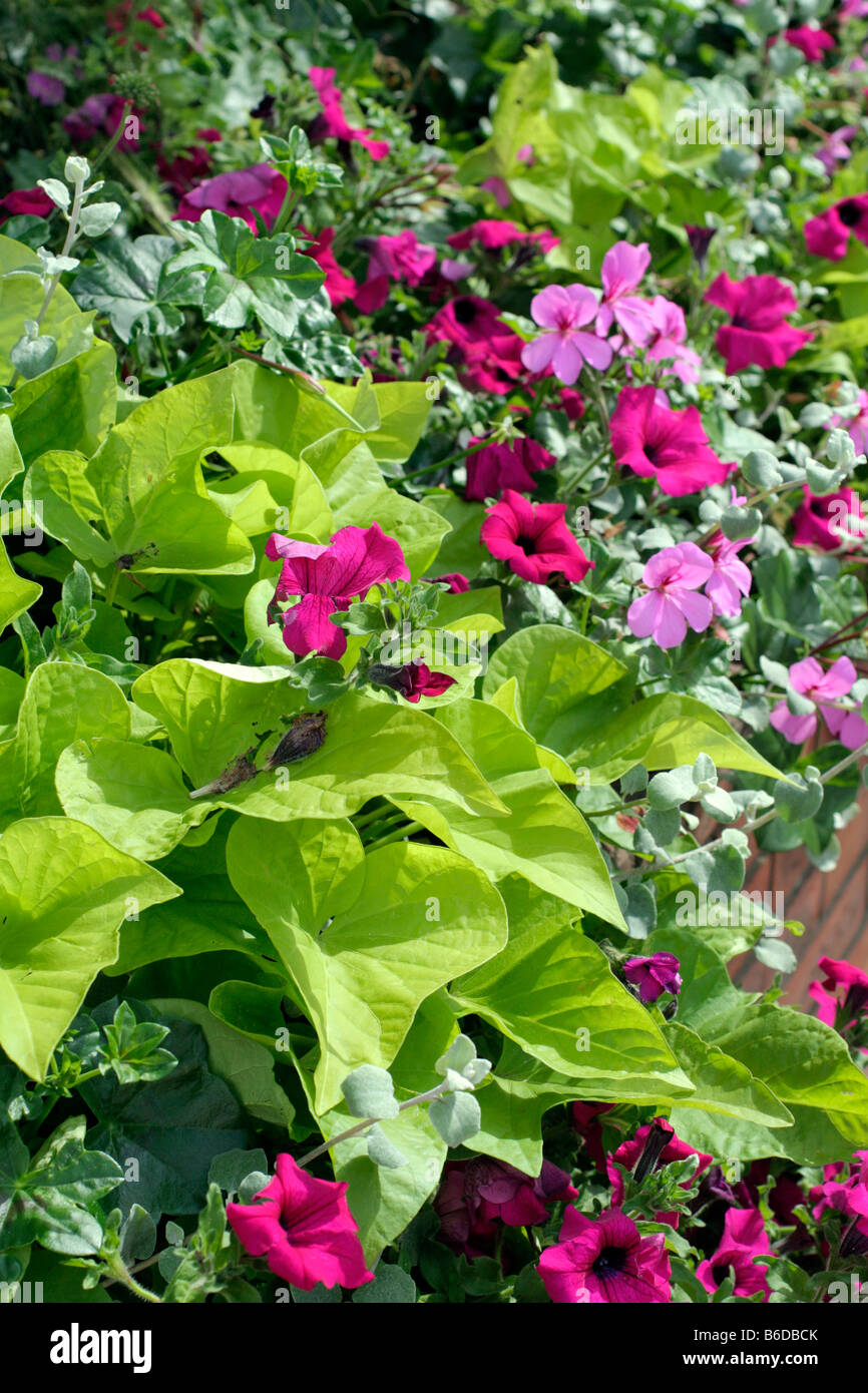 LIME GREEN FOLIAGE OF IPOMOEA BATATAS MARGARITA WITH PURPLE PETUNIAS AMENITY PLANTINGS CHERBOURG MANCHE FRANCE Stock Photo