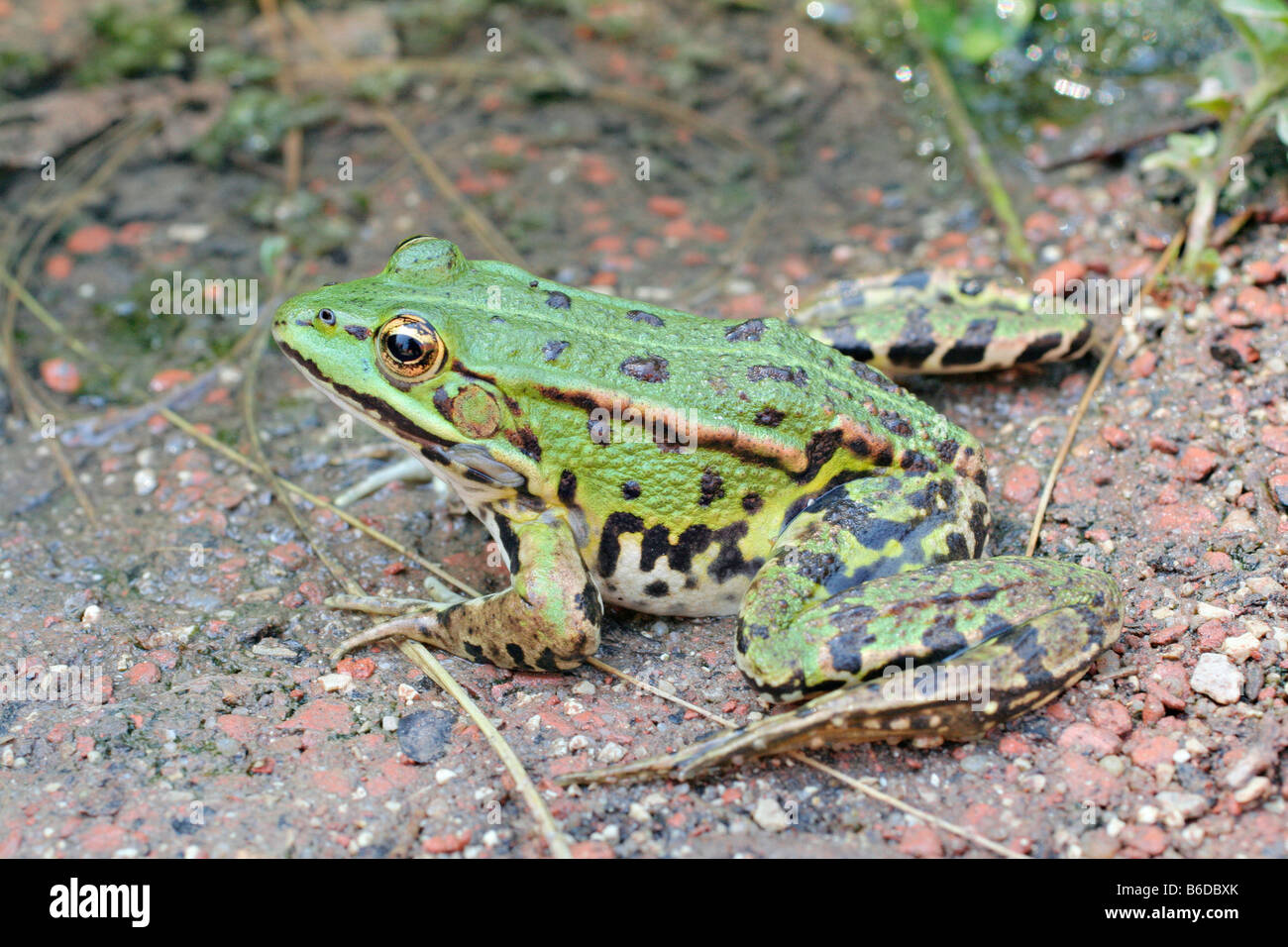 MARCH FROG RANA RIDIBUNDA Stock Photo