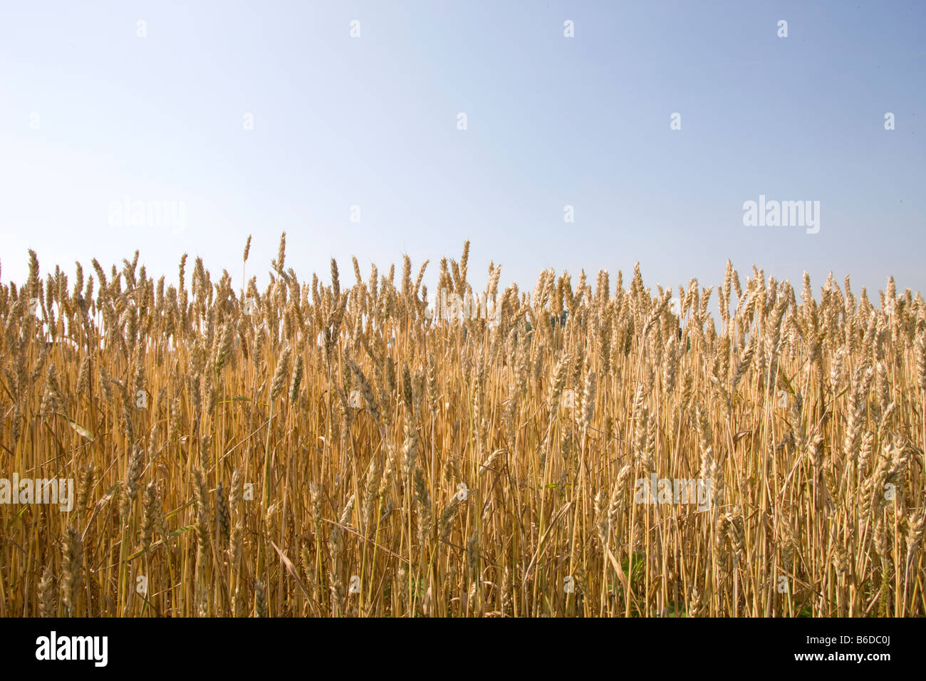 RIPE WHEAT STALKS ON EDGE OF WHEAT FIELD Stock Photo Alamy