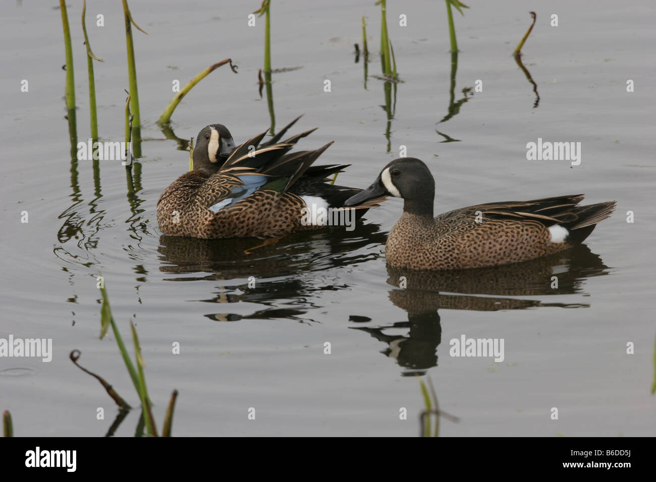 Bluewinged Teal ducks Stock Photo Alamy