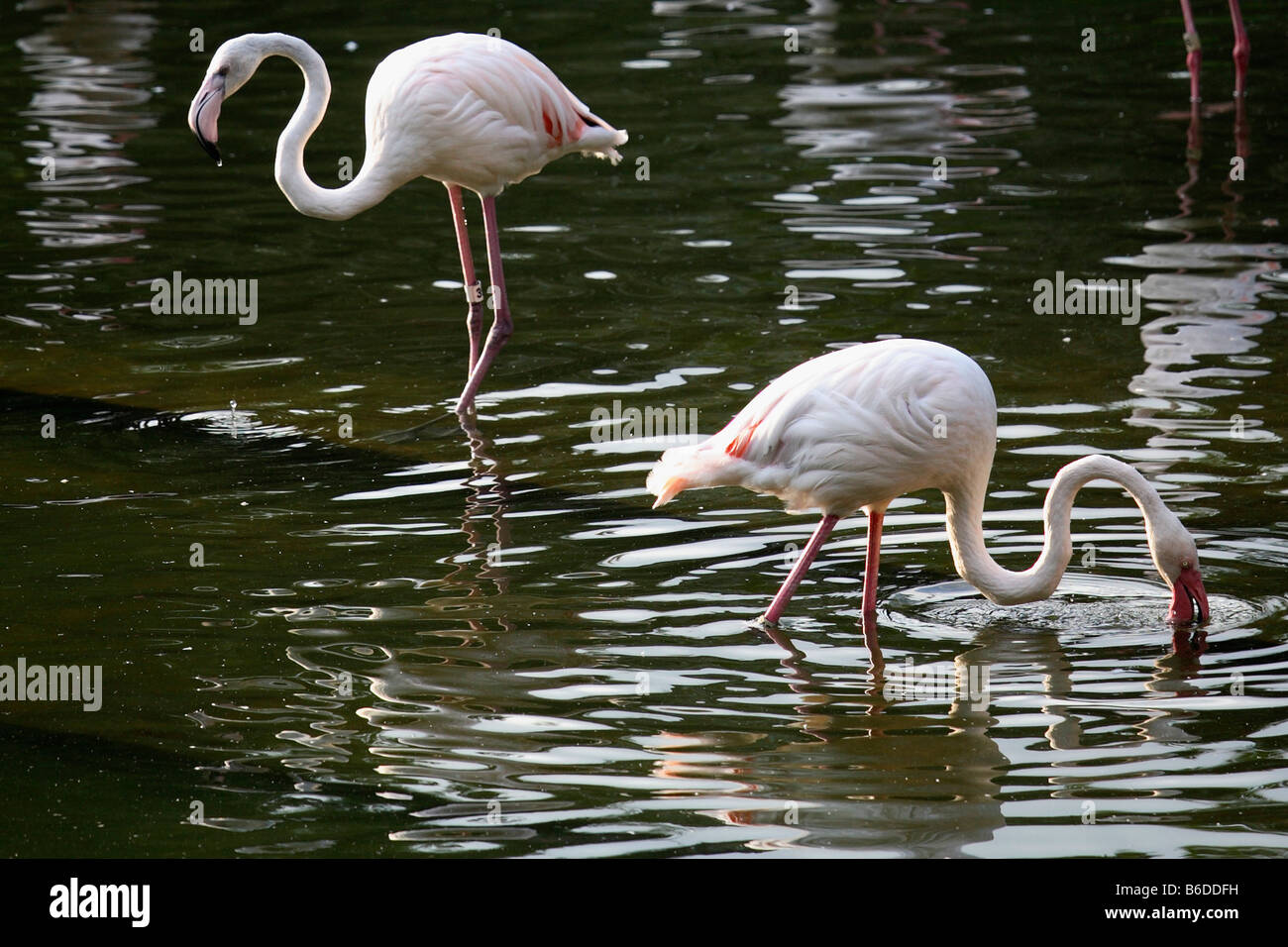 China Hong Kong Kowloon Park flamingos Stock Photo
