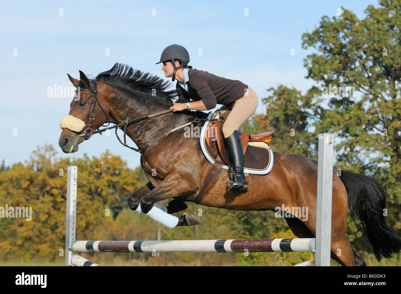 Back View Horse Jumping Hi-res Stock Photography And Images - Alamy