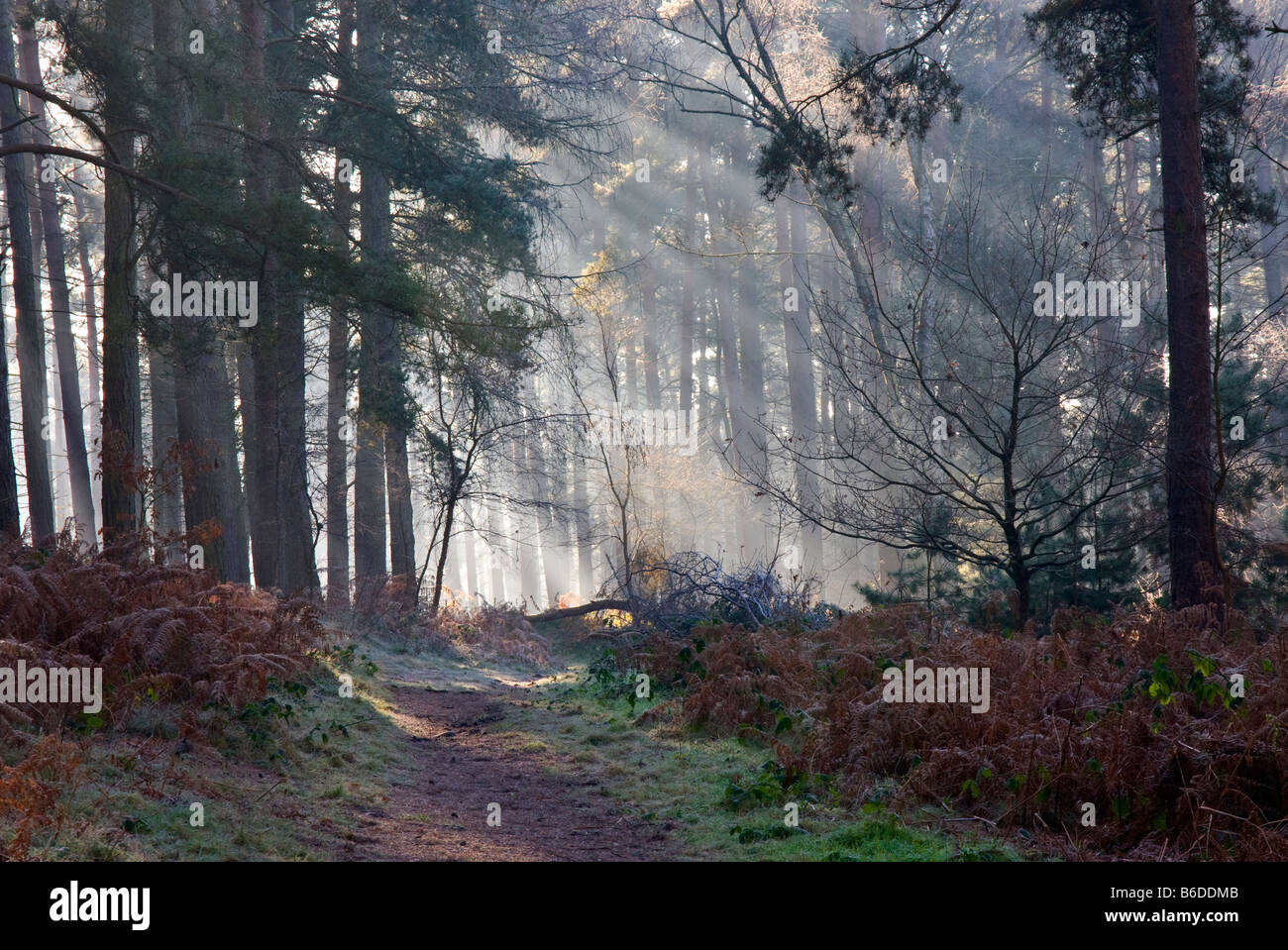 Shafts of light through trees hi-res stock photography and images - Alamy