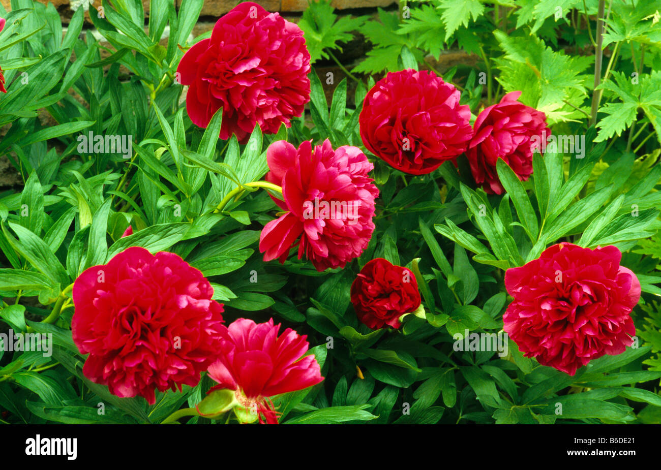 Bright red Peony blooms Stock Photo Alamy