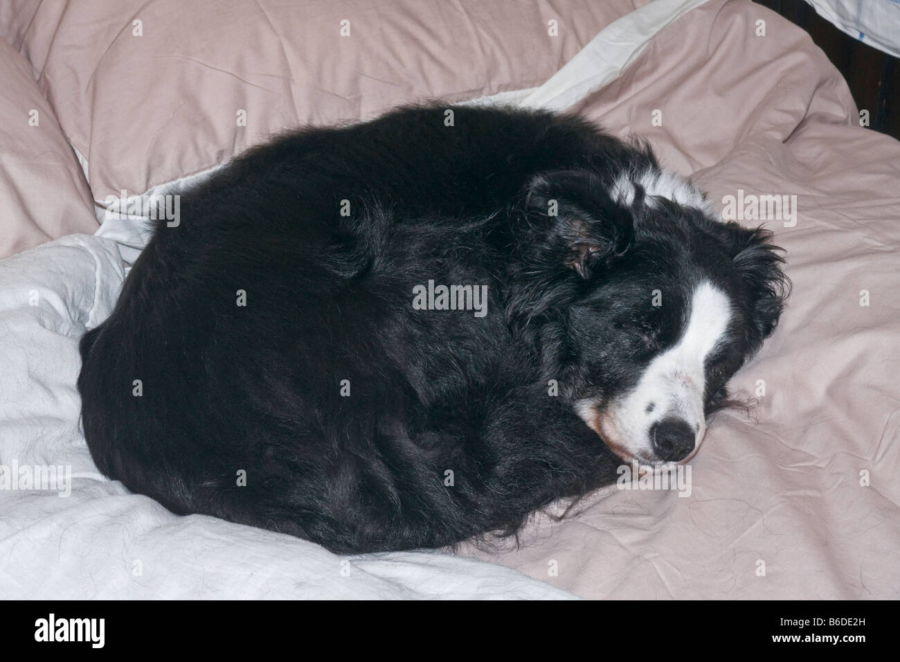 Border collie asleep on a bed Stock Photo