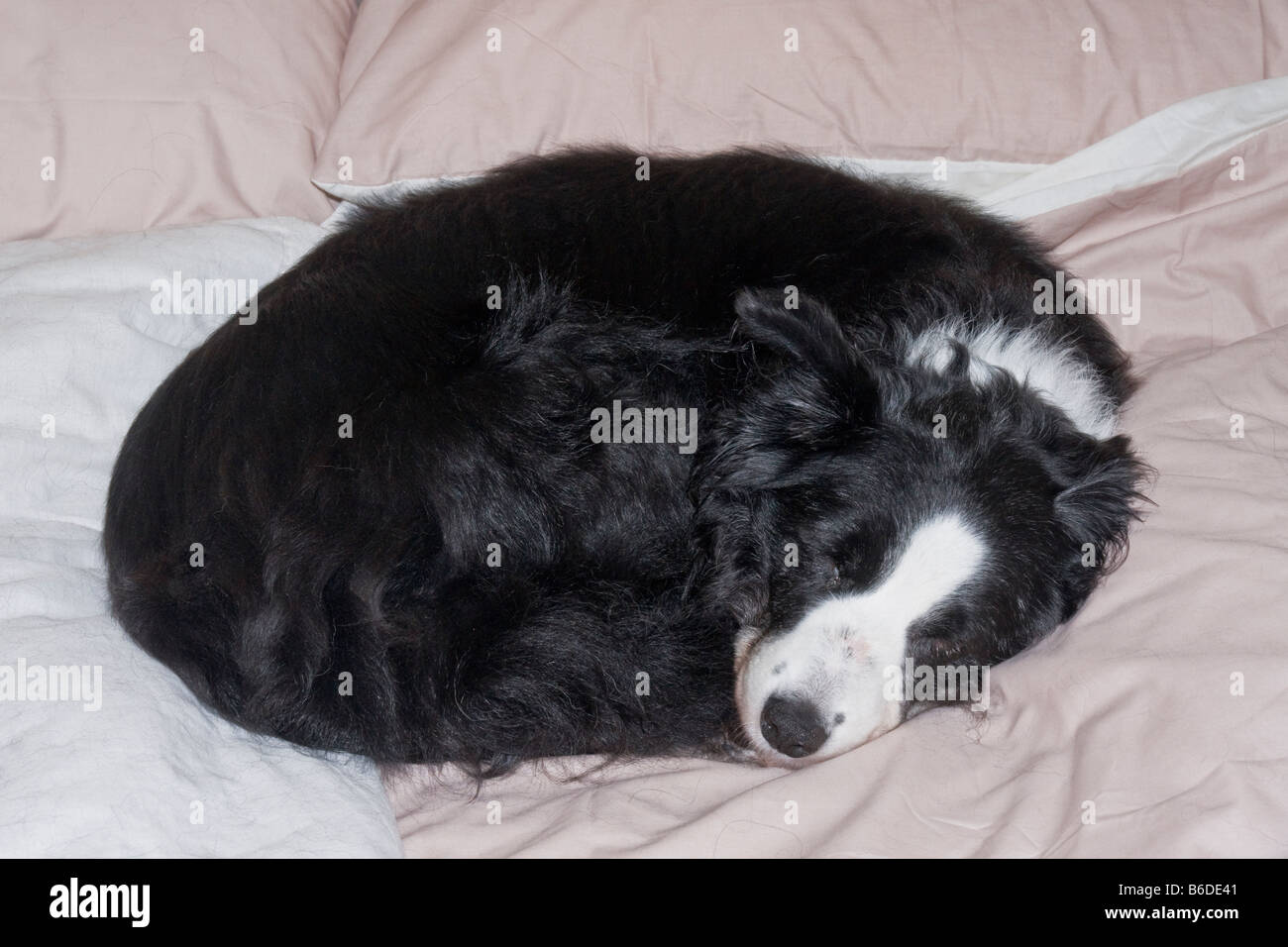 Border collie asleep on a bed Stock Photo