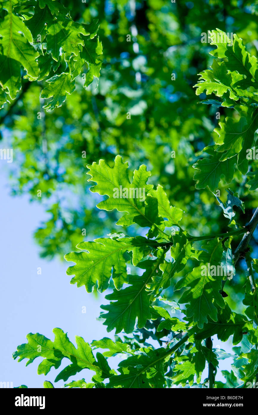 Oak tree leaves in hi-res stock photography and images - Alamy