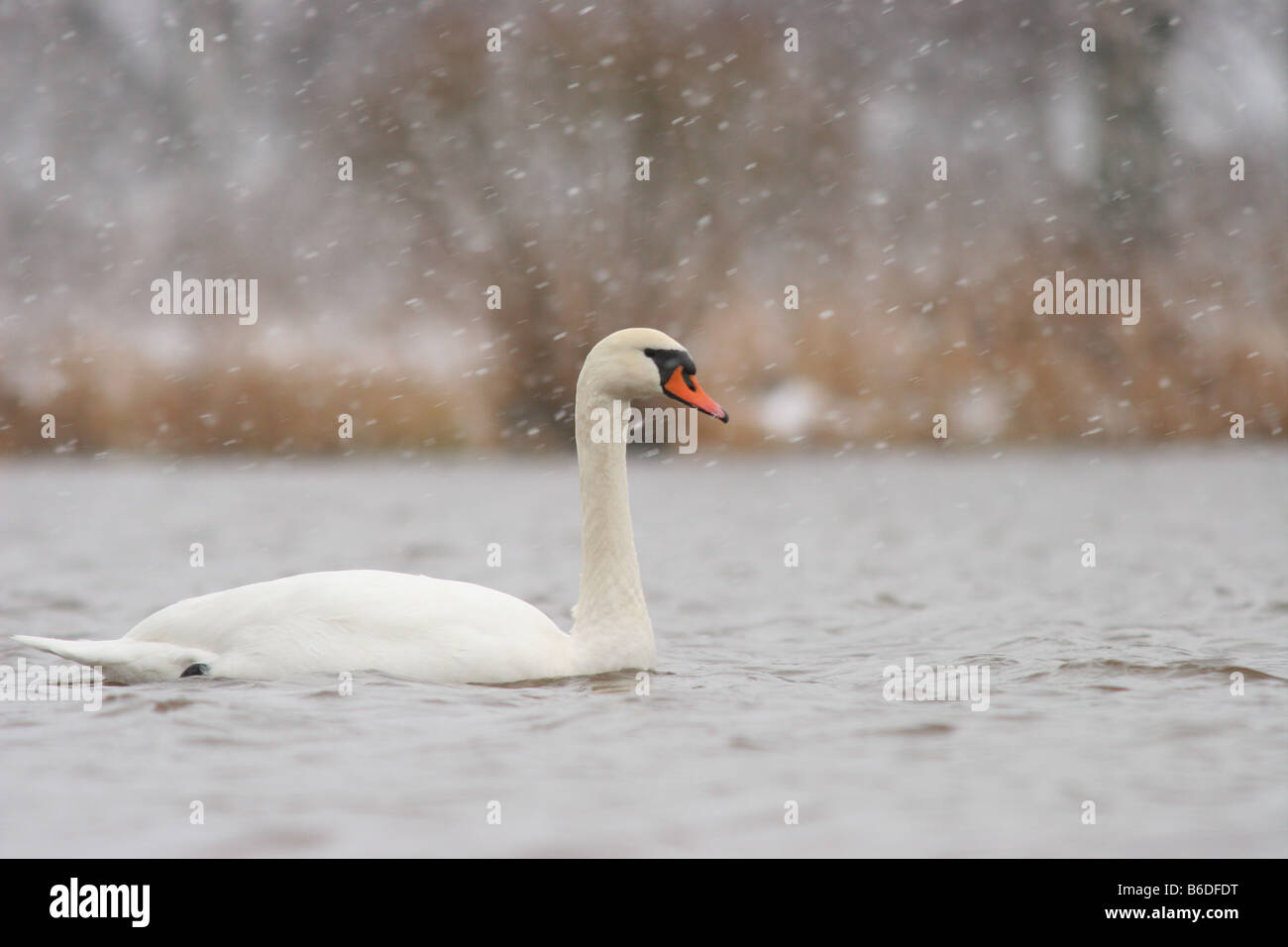 Mute swan (Cygnus olor) on the snowfall. Stock Photo
