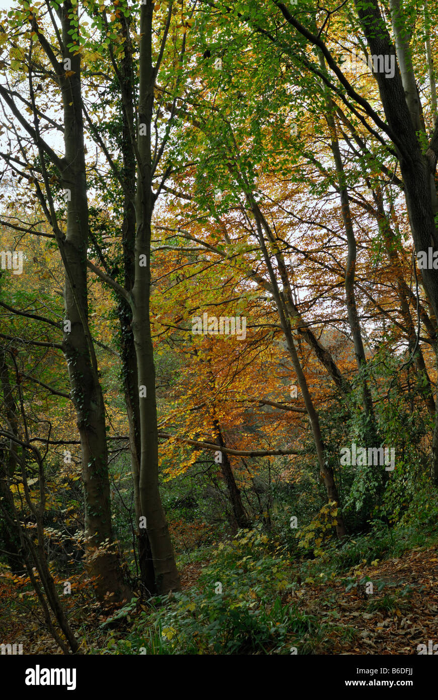Mixed hardwoods hi-res stock photography and images - Alamy