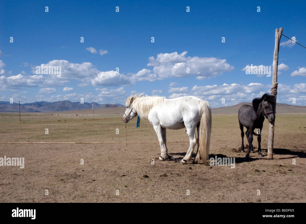 Mongolia Life on the Steppes 2007 Stock Photo - Alamy