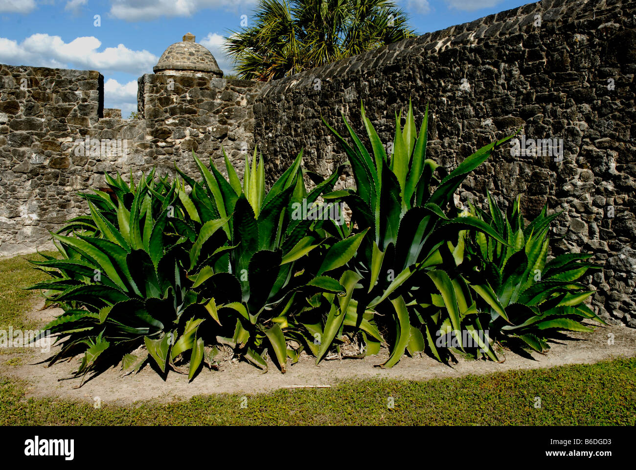 Agave plant near La Bahia mission in Goliad, Texas. The plant is part of the landscape. Stock Photo