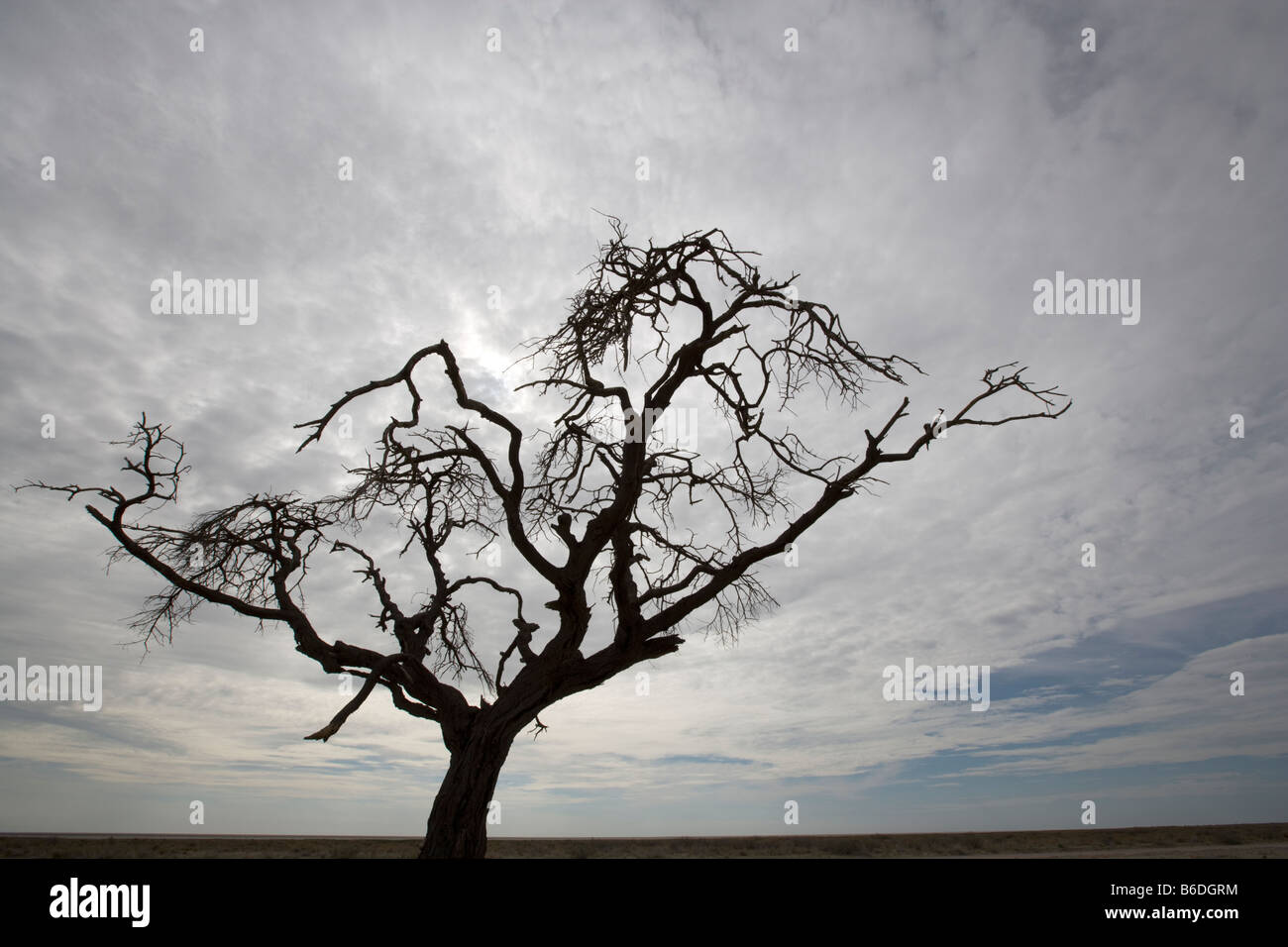 Africa Namibia Etosha National Park Silhouette of lone acacia tree at edge of Etosha Pan Stock Photo