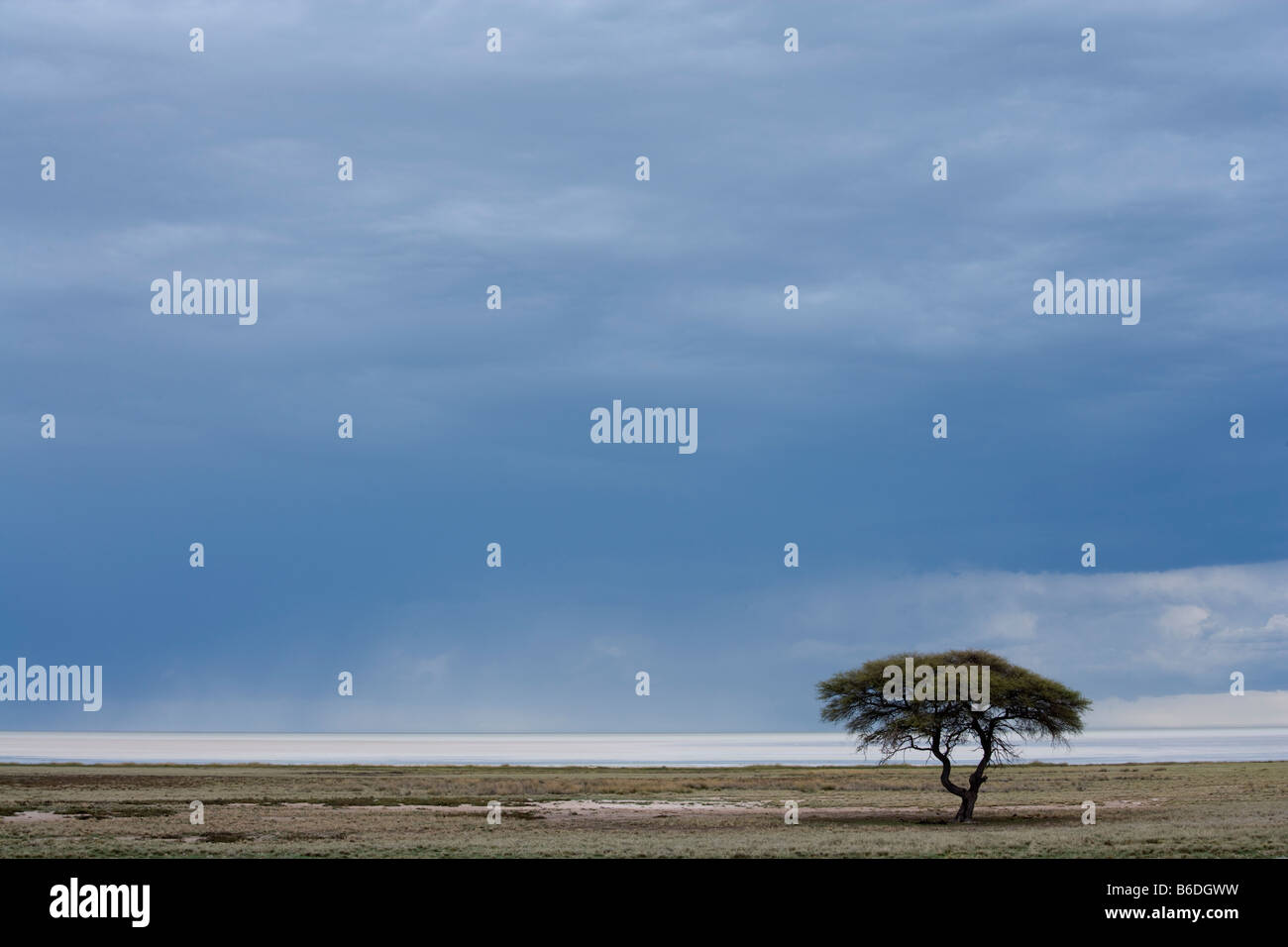 Africa Namibia Etosha National Park Lone tree on Etosha Pan Stock Photo