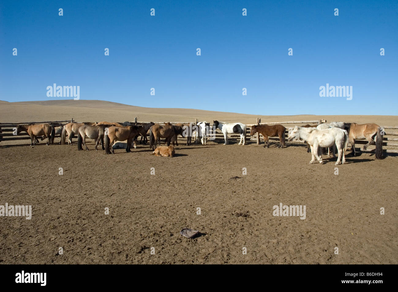 Mongolia. Life on the Steppes. Corral for trek horses. 2007 Stock Photo ...