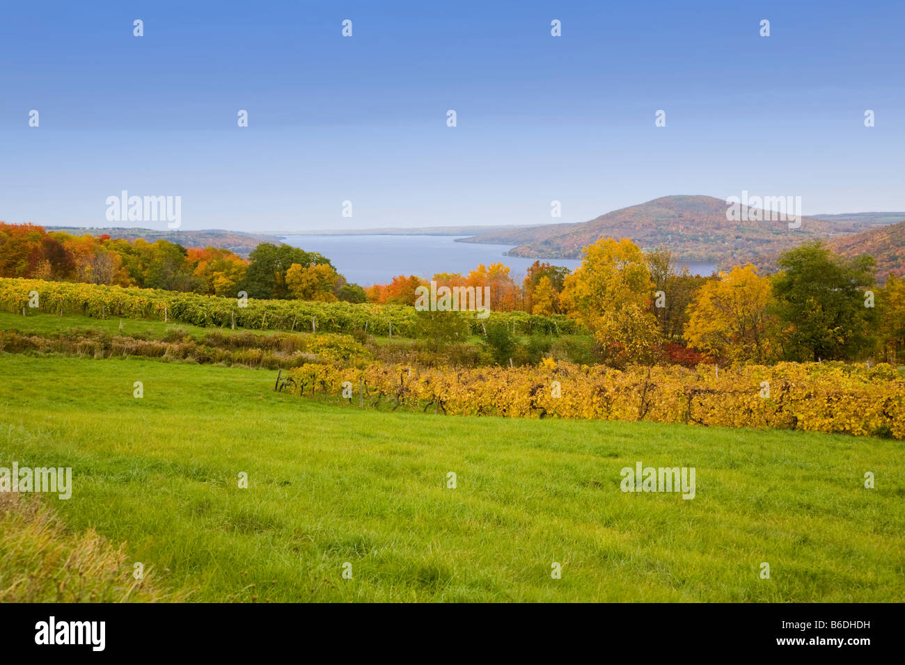 Fall vineyards with Canandaigua Lake in the Finger Lakes region of New York State in the background Stock Photo