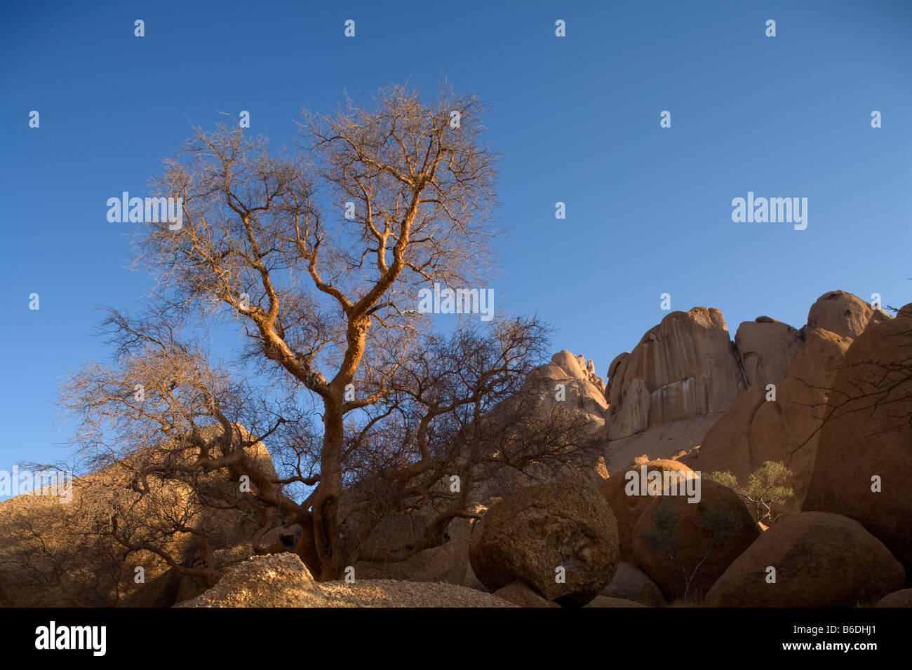 Africa Namibia Usakos Morning sun lights Spitzkoppe mountain and lone tree in Namib Desert Stock Photo