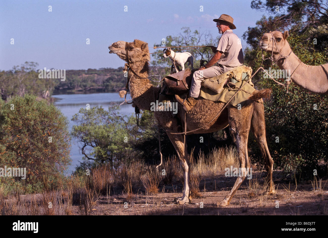 Riding camels South Australia Stock Photo