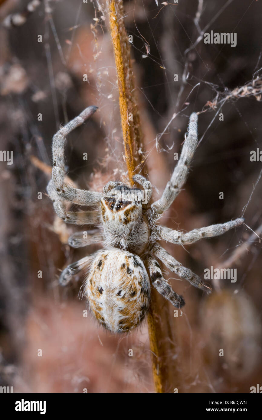 Africa Namibia Etosha National Park Macro close up of spider feeding on moth captured in spider web Stock Photo