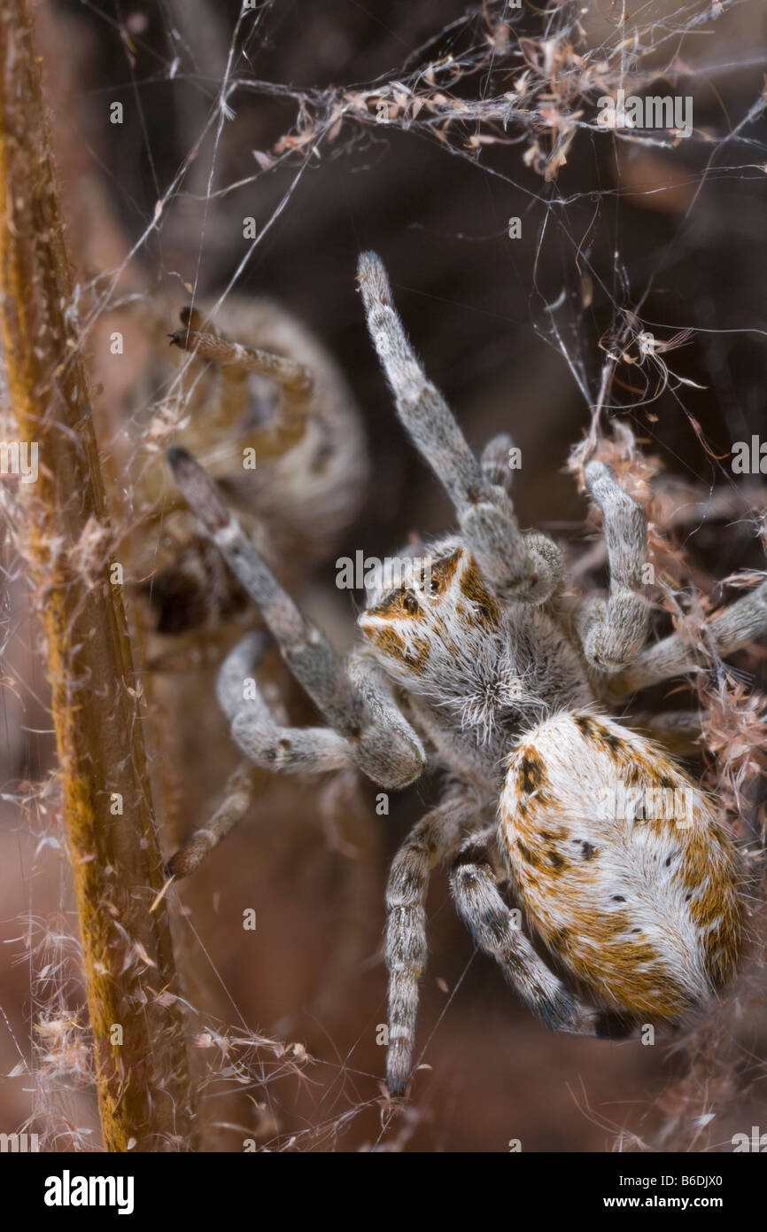 Africa Namibia Etosha National Park Macro close up of spider feeding on moth captured in spider web Stock Photo