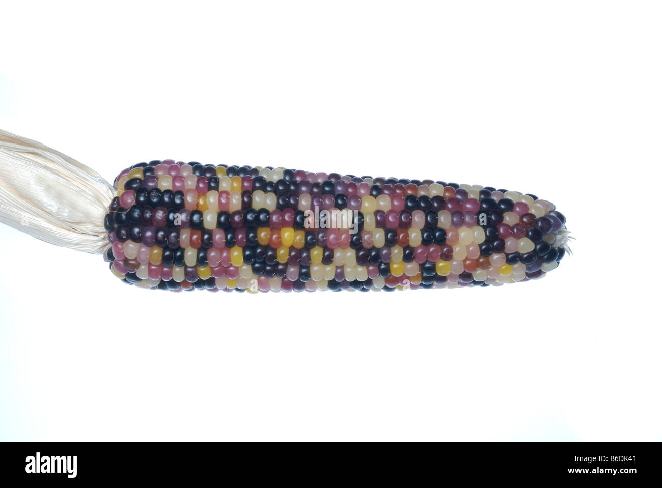 Multicolored corn ear. Stock Photo