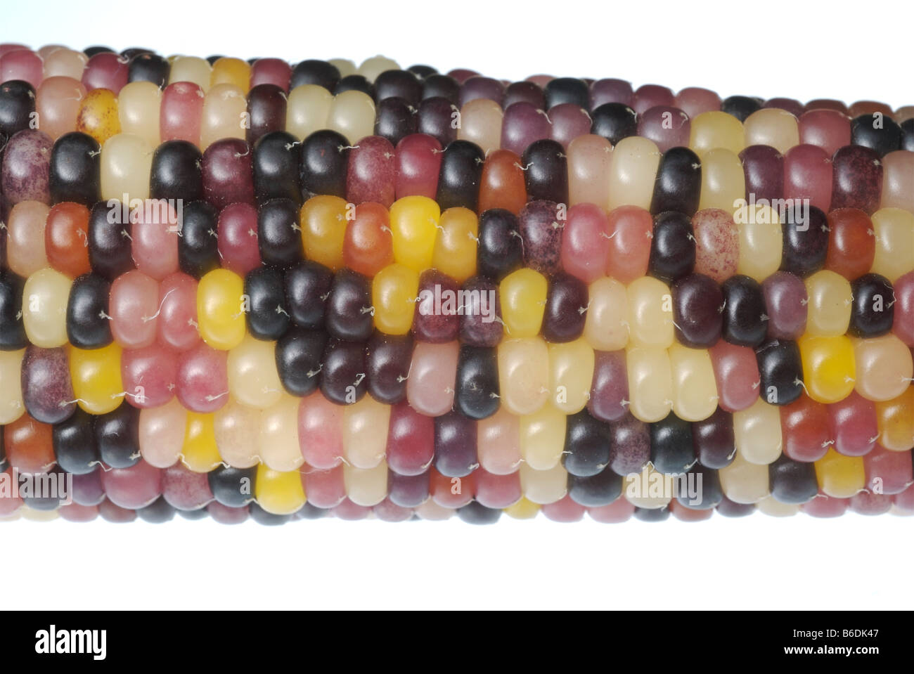 Close up of a multicolored corn ear Stock Photo
