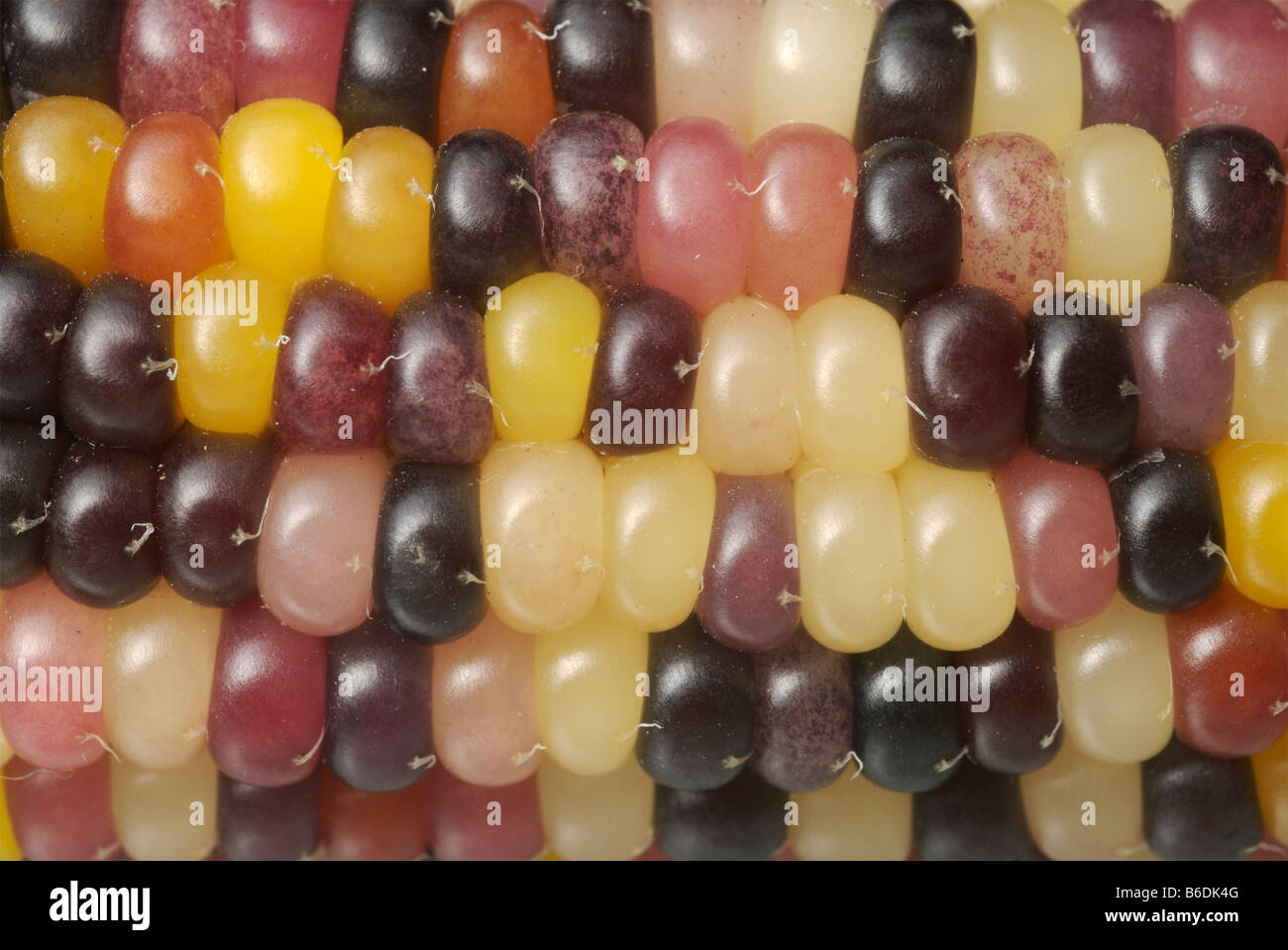 Close up of multicolored corn grains on the cob. Stock Photo