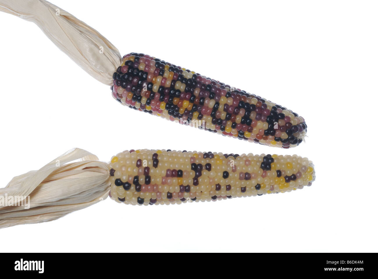 Multicolored corn ears. Stock Photo