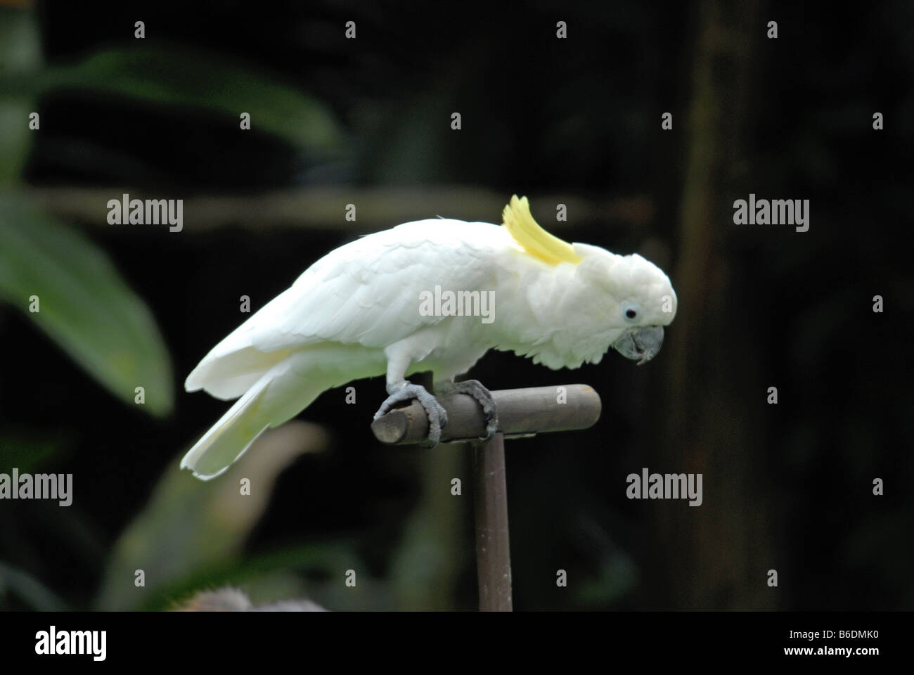 A COCKATOO IN JURONG BIRD PARK, SINGAPORE Stock Photo Alamy