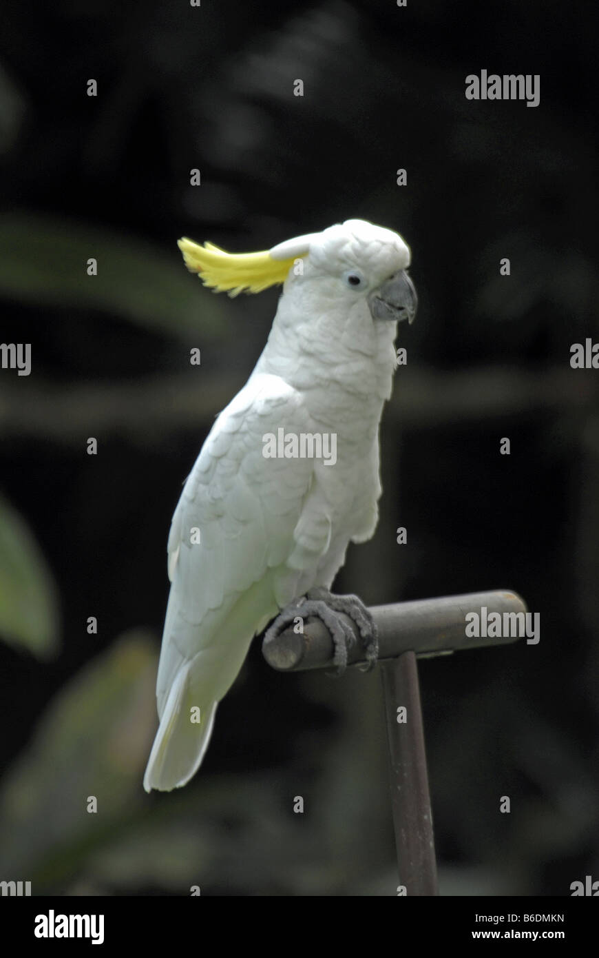 A COCKATOO IN JURONG BIRD PARK, SINGAPORE Stock Photo Alamy