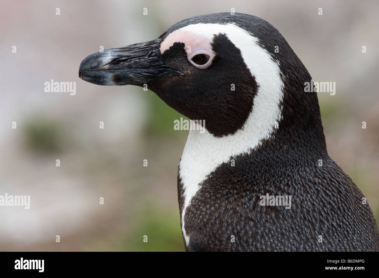 African Penguin Stock Photo