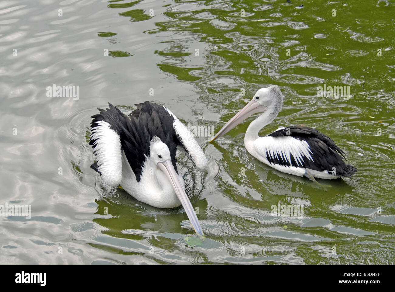 PELICANS IN JURONG BIRD PARK, SINGAPORE Stock Photo - Alamy