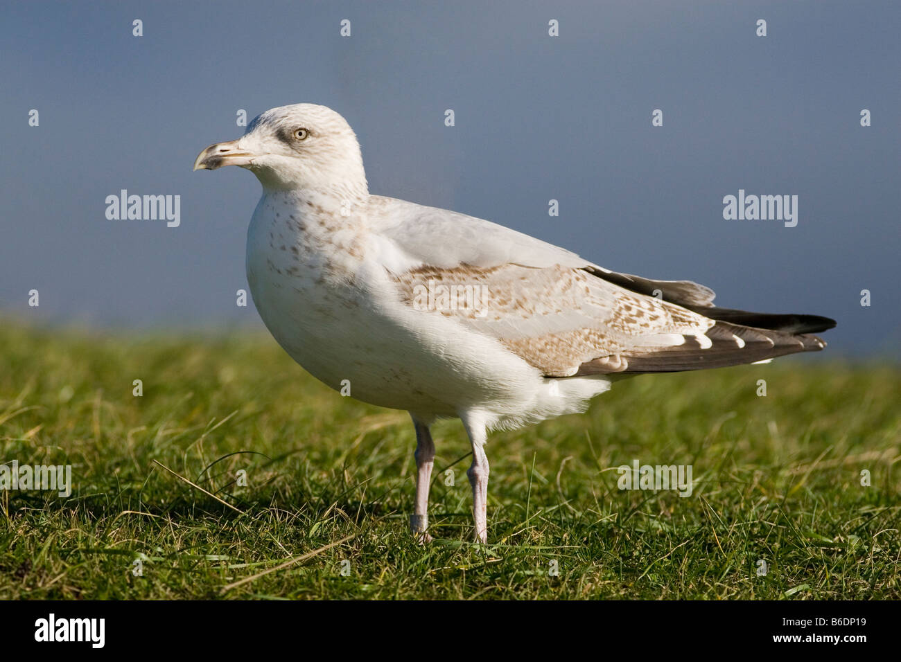 Herring Gull Larus argentatus Stock Photo