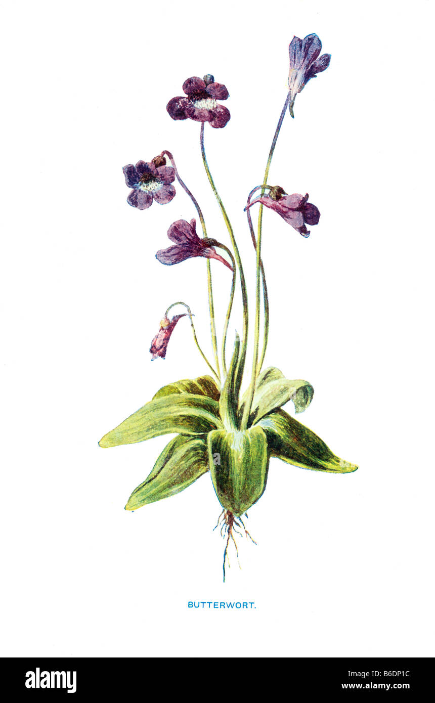 Butterwort pinguicula vulgaris 19th Century Illustration Frederick Edward Hulme b1841 d1909 Stock Photo