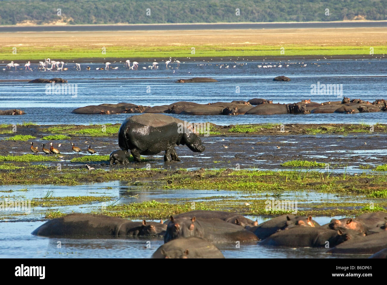 South Africa, Sint Lucia, Greater Sint Lucia Wetlands, Hippos and baby ( hippopotamus ) and flamingos in background Stock Photo