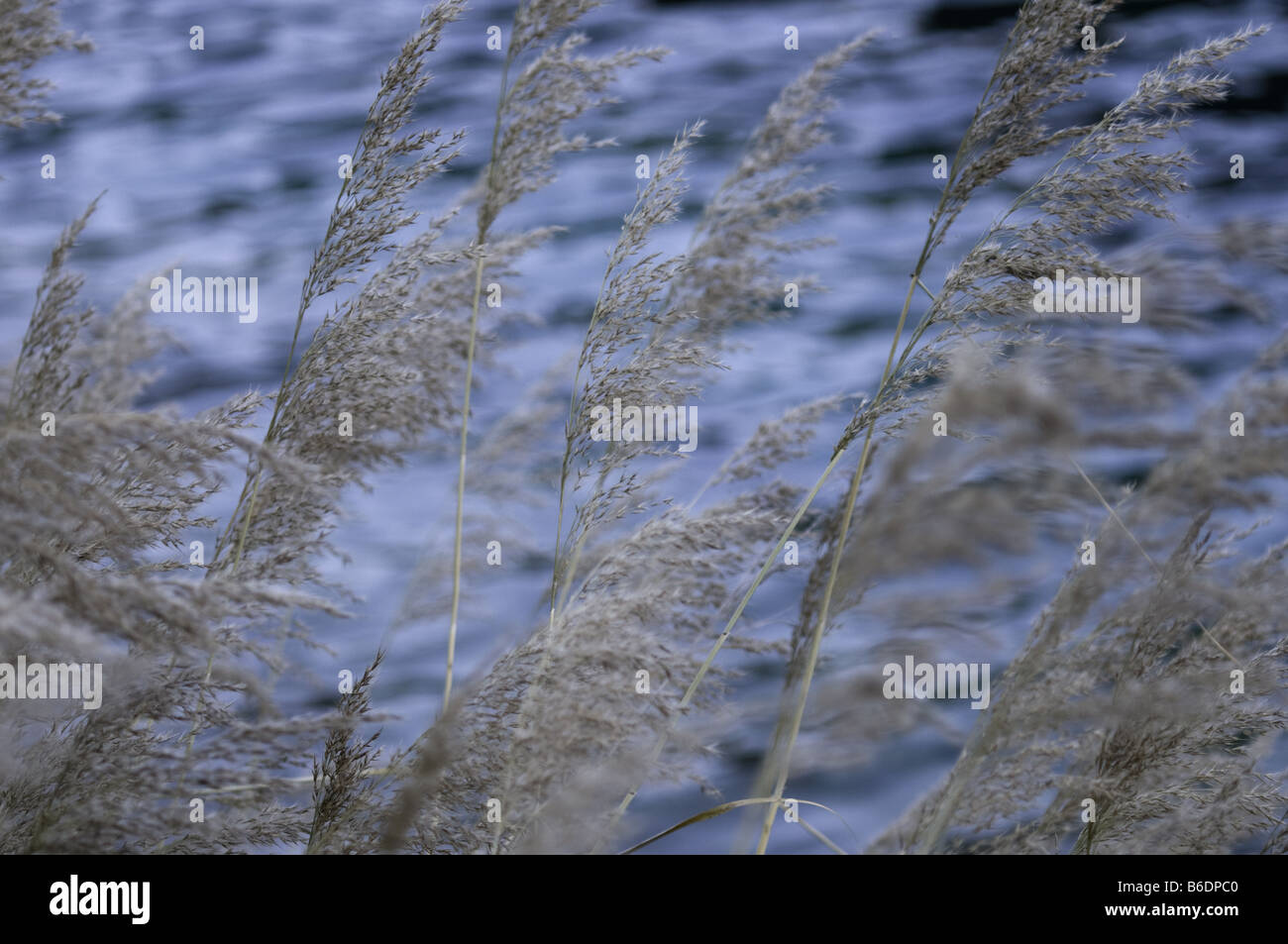 Wind Blowing Reeds Wind blowing grass water hi-res stock photography and images - Alamy