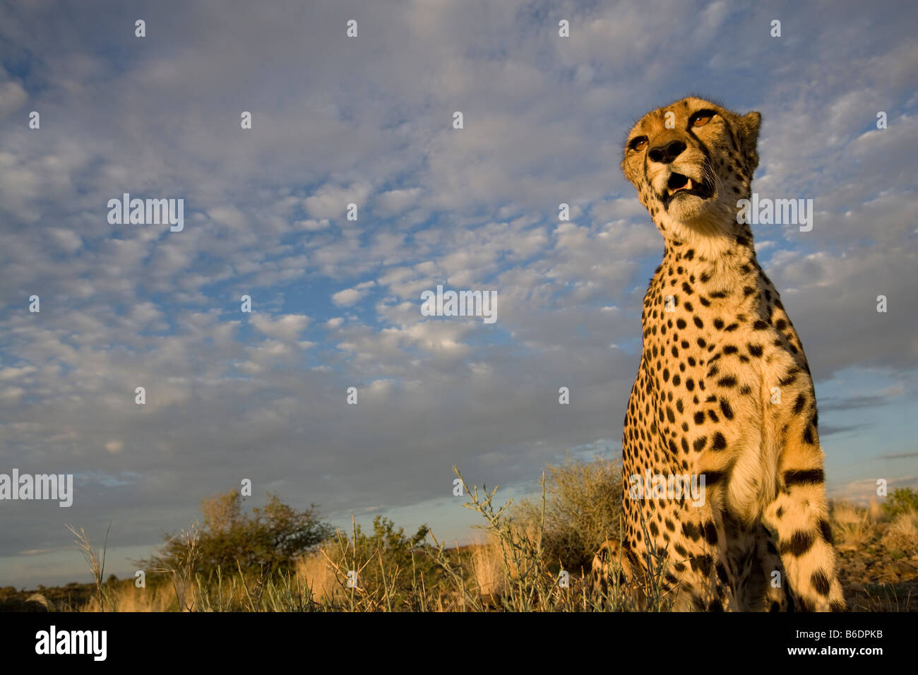 Africa Namibia Keetmanshoop Captive Cheetah Acinonyx jubatas sitting on hilltop at sunset Stock Photo