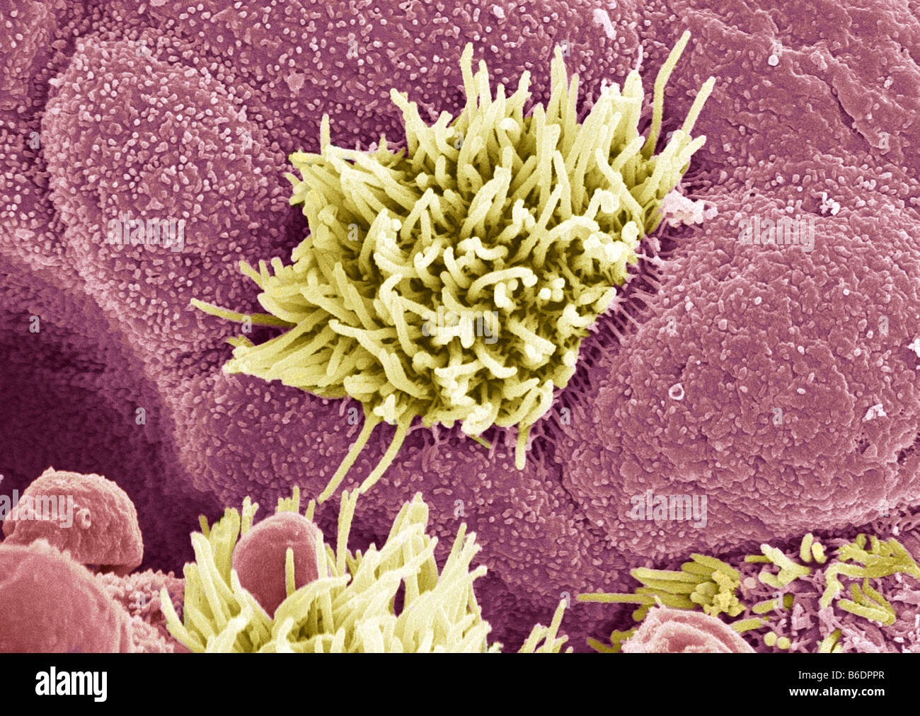 Trachea (wind pipe) lining, coloured scanning electron micrograph (SEM) Stock Photo