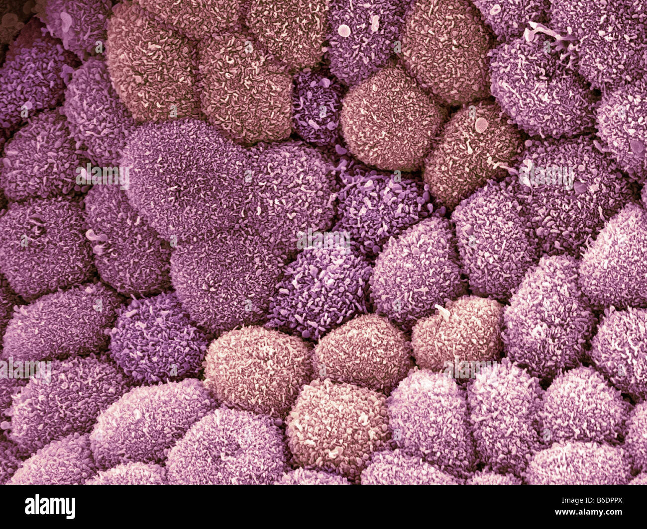 Internal lining of the gall bladder, coloured scanning electron micrograph (SEM) Stock Photo