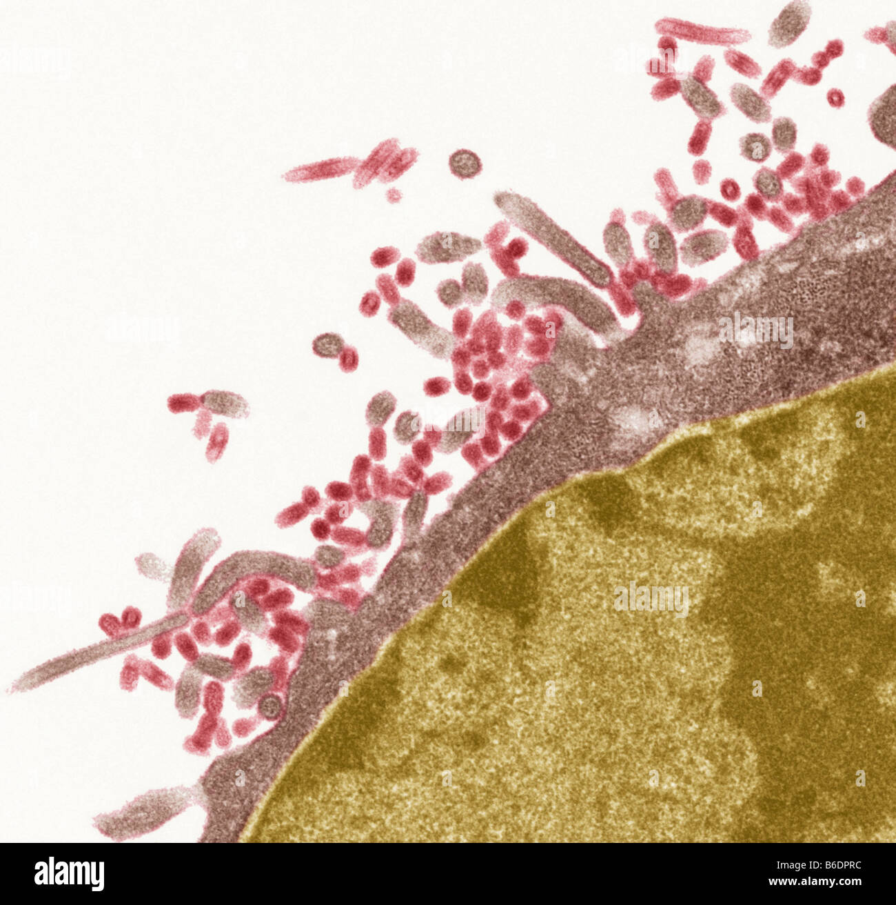 Influenza viruses. Coloured transmission electron micrograph (TEM) of influenza (flu) viruses (red) budding from host cell Stock Photo