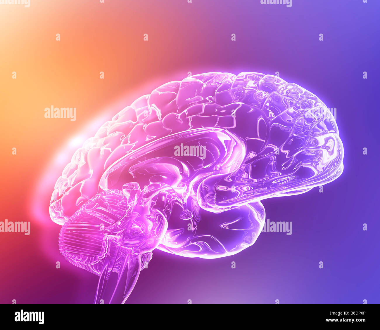 Coloured magnetic resonance imaging (MRI) scan of a sagittal section throug...
