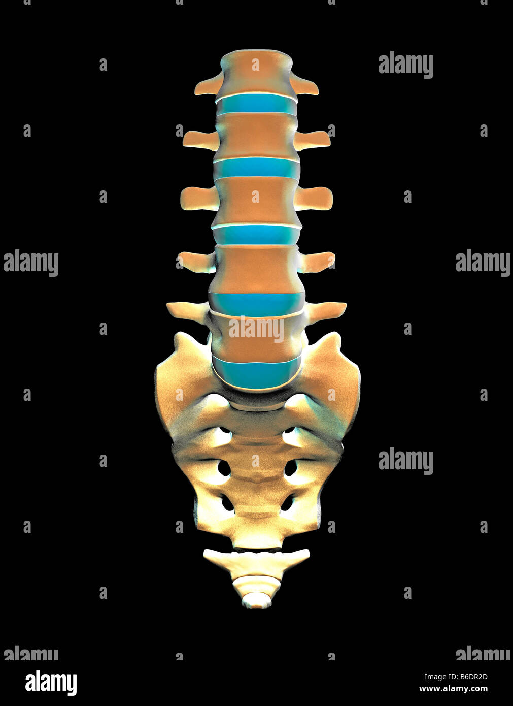 Lumbar Spine Bones